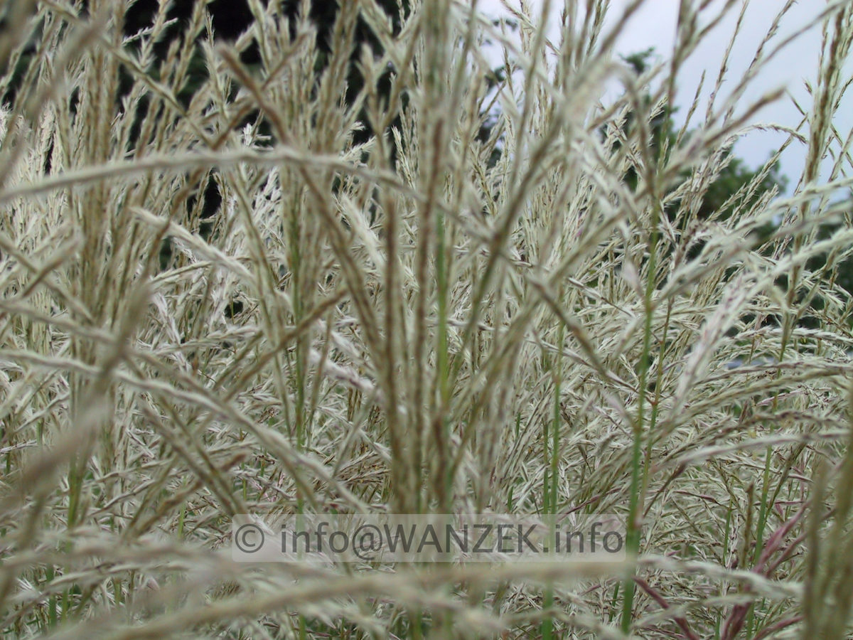 Miscanthus Blueten-4.JPG